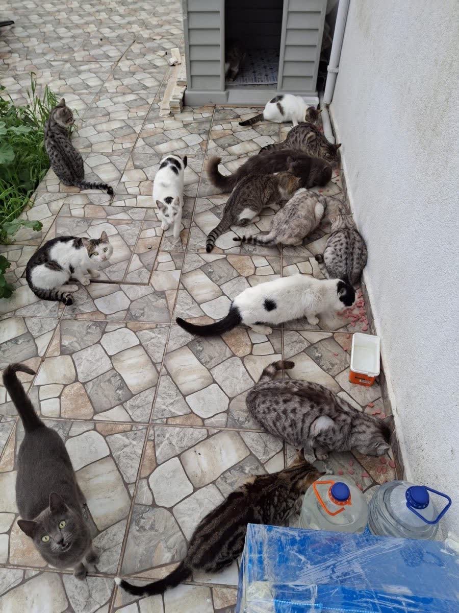 Meltems Katzenparadies